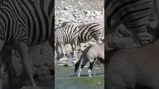 Z&egrave;bres se d&eacute;salt&eacute;rant au point d'eau - Okaukuejo Rest Camp - Etosha National Park - Namibie