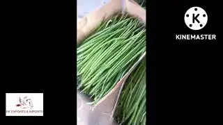COD AVAILABLE ODC3 MORINGA SEED +919786060004