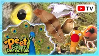 Who's Feather Is It?🪶🐦 | Animal Stories For Kids | Peet The Forest Detective