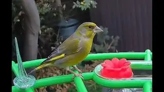 Peaceful Greenfinch Singing | Relaxing Bird Sounds for Cats, Bird Lovers & Stress Relief