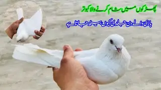 Pharkon Main Sham Karny Wala Kabootar Bazi Wale Jaldi Kioun Bath Jata hai || Afzaal Pigeons