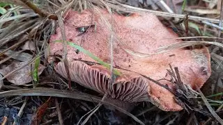 (Niscalos) Lactarius vinosus. Setas Robellons buen comestible..14 Noviembre 2021