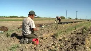 Centennial Onions | Dixondale Farms