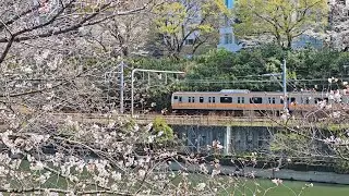 Trains Behind Cherry Blossom 🌸 by Chidorigafuchi 千鸟渊 Park Tokyo