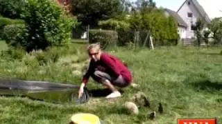 Frau aus Vellmar will mit Enten bis zur Nordsee schwimmen