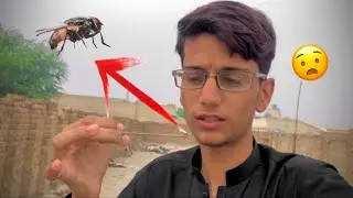 Chotay insect 🕷 ki jan Bacha li 🥰 | Murgi na Dhoka da diya  😂 | inspire gang