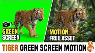 Free green screen Tiger 🐅🔥, chroma key, animal 3d animation, 4K