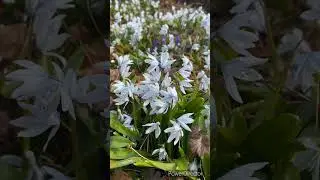 Spring Blooming Flowers:: Relaxing Spring sounds:: #relaxing #naturesounds #springflowers