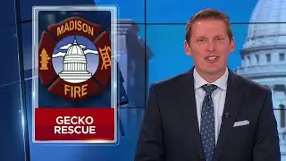 MFD saves the day when pet gecko gets stranded in tree