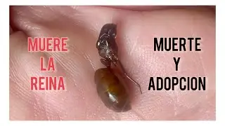 Muere la reina de Camponotus CA-02. Adoptamos una nueva reina 👑