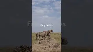 Check how these cheetahs are full #wildlife #cheetah