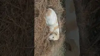 Dogs running power fast