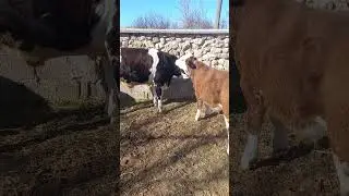 Aralık ın 17 si kış mevsimi olmasına ragmen oldukca kurak geçiyor.