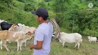 Traslado de  ganados para otro potrero?
