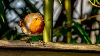 Running Free Thames November 2019 - Best of Stokerpix