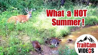 Best Trail Camera Captures of Summer 2025
