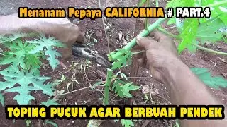TUTORIAL Menanam Pepaya California TOPING PUCUK Agar Berbuah Pendek #PART 4