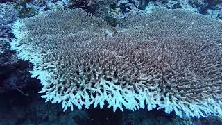 Bali Dive Safari Dive 3 - Menjangan Island Bali Indonesia