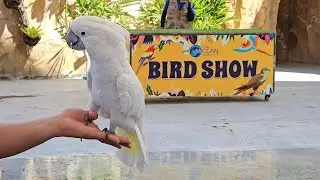 Cebu Ocean Park & Events Center Bird Show.