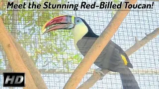 Red-Billed Toucan | National Geographic Wildlife Documentary | The Colors of the Rainforest (4K)