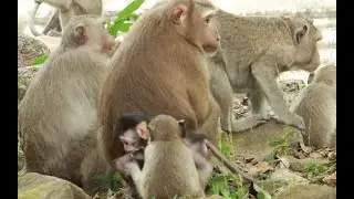 Anita Monkey And new Born Monkey ,April Mama Monkey & Young Spring Monkey