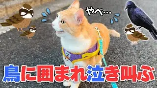 ウキウキで散歩に出かけるも何故か鳥の大群に囲まれてしまい泣き叫んでしまう猫が可哀想すぎましたwww