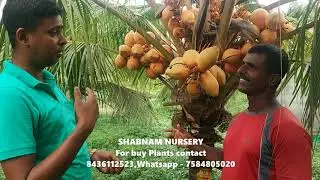 KERALA COCONUT PLANTS ORANGE DWARF