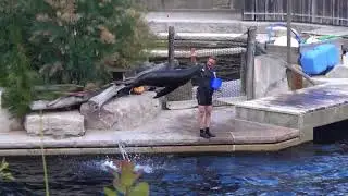 Tulenia Show v ZOO Norinberg 2018