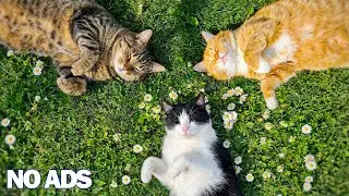 12 Hours Of Healing Music for Cats 😸 Gentle Music for Stress Relief & Sleep 🌈Cat TV