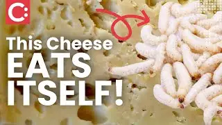 Europe&rsquo;s Illegal Cheese: Casu Marzu