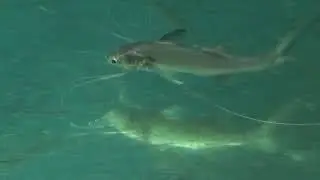 Paradise Threadfin
