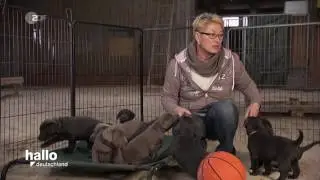 14 Labrador Welpen auf einen Schlag