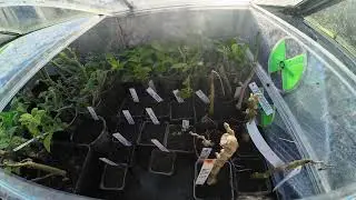 Saturday potting up giant cabbage in greenhouse