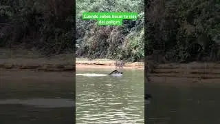 El Tapir más inteligente que conozco.