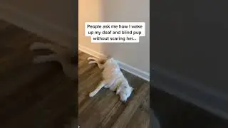 How to wake up a blind and deaf dog #shorts