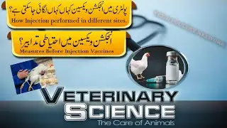 Injectable Vaccination in poultry/Field Vaccination/Vaccine injection methods in poultry 15 Nov 2022