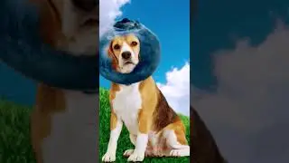 blueberry dog
