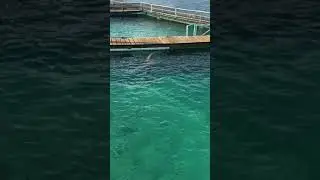 Dolphin Discovery - Isla mujeres !