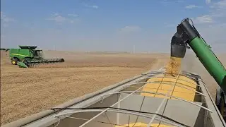 Seed Soybean Harvest 2025