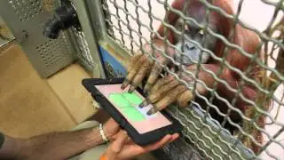 Toronto Zoo Sumatran Orangutans Join The iPad Generation!