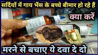 सर्दियों में गाय भैंस के बच्चे बीमार हो रहे हैं क्या करें||मरने से बचाए ये दवा दे दो Calf Disease 👉