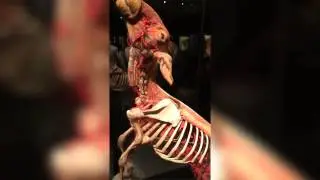Body Worlds: Animal Inside Out Tour