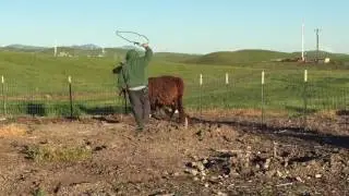 Catching the llama