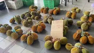 BELI SAYUR DITAMU SEMANGGANG 