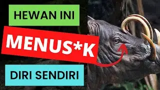 Babi Yang 'Berbahaya' Bagi Diri Sendiri - Babirusa Buru