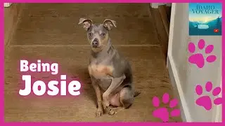 A day in the life of our favorite Min Pin