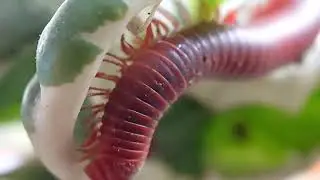 AMAZING MACRO SHOTS of Millipedes You've Never Seen Before!