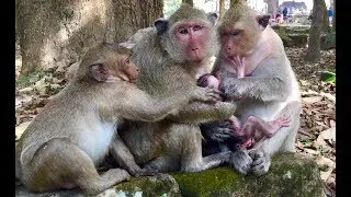 Sweet pea fat baby monkey always request popeye mother monkey for sucking