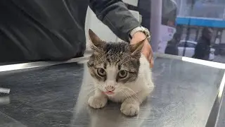 We are starting the treatment of a sick stray cat.