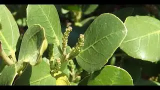 Phillyrea latifolia, commonly known as green olive tree or mock privet